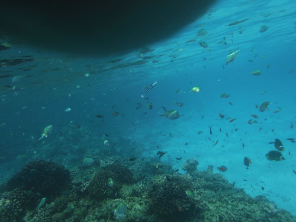 Aquarium Biyadhoo Island Resort