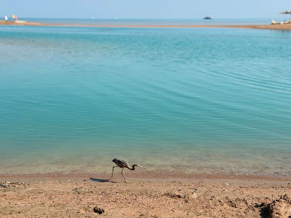 Strand Club Paradisio El Gouna, Red Sea