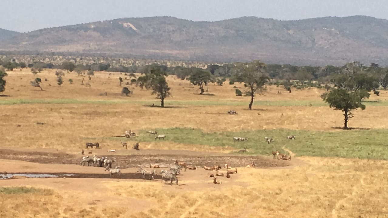 Ausblick Salt Lick Safari Lodge
