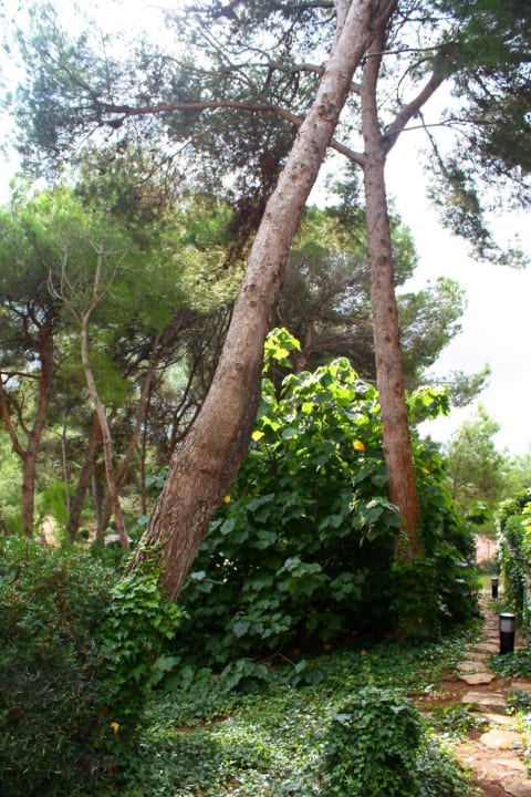 Verwilderter Garten VIVA Cala Mesquida Suites & Spa 16+