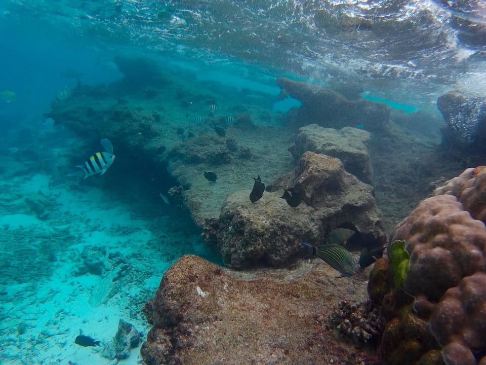 Unterwasserwelt vor Bungalow 366 Summer Island Maldives