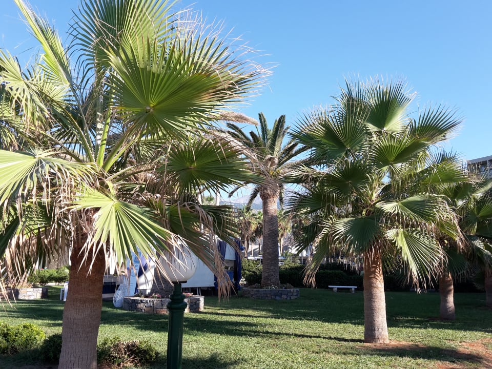 Gartenanlage Calimera Sirens Beach