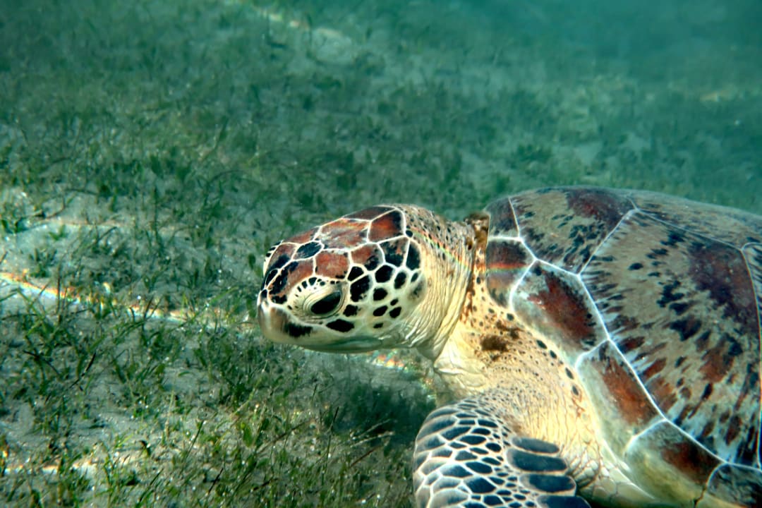 Strand Shams Alam Beach Resort