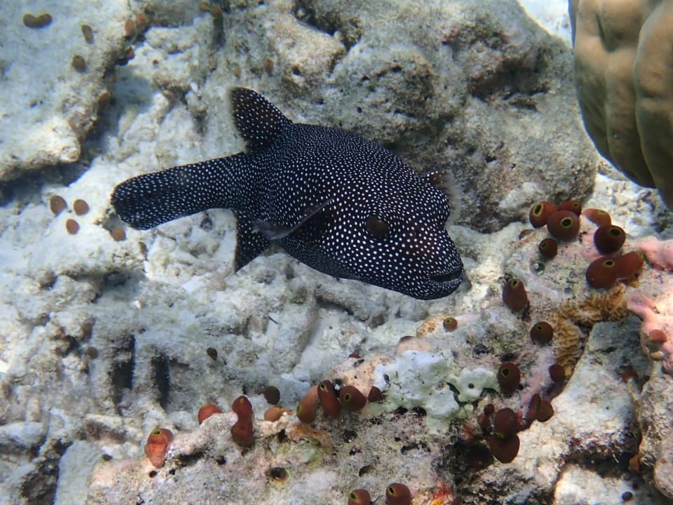 Sport & Freizeit Filitheyo Island Resort