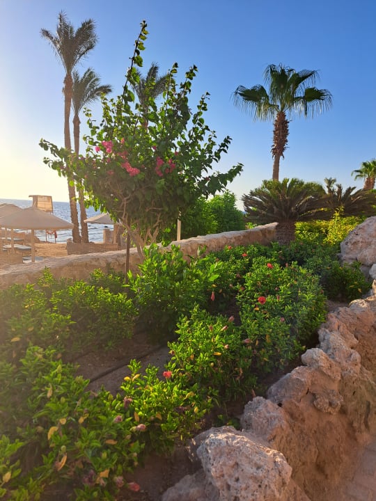 Gartenanlage Pickalbatros Citadel Resort