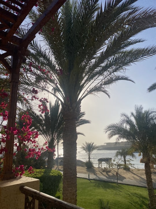 Ausblick Steigenberger Coraya Beach - Adults only