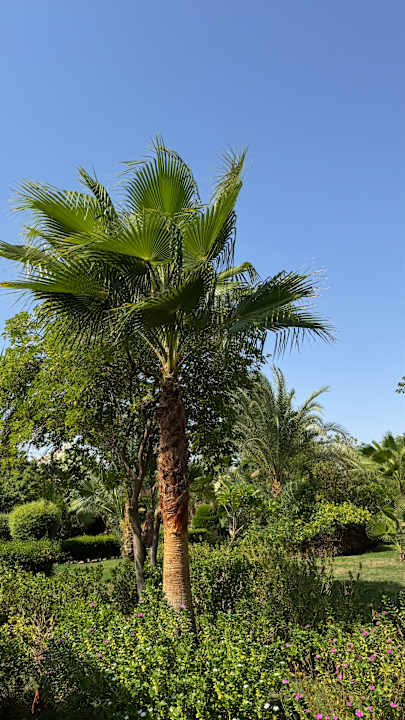 Gartenanlage Wadi Lahmy Azur Resort