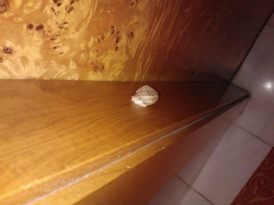 Diese Schnecke war bei uns den ganzen Urlaub Hotel Serrano Palace