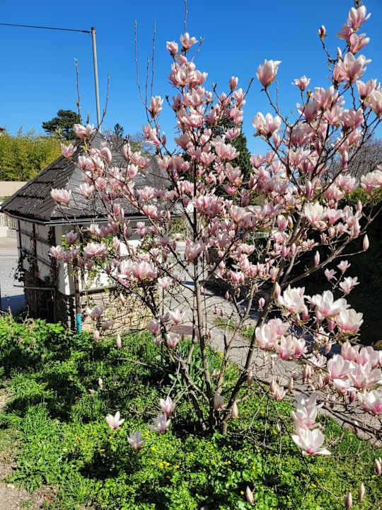 Gartenanlage Landhaus am Kurpark