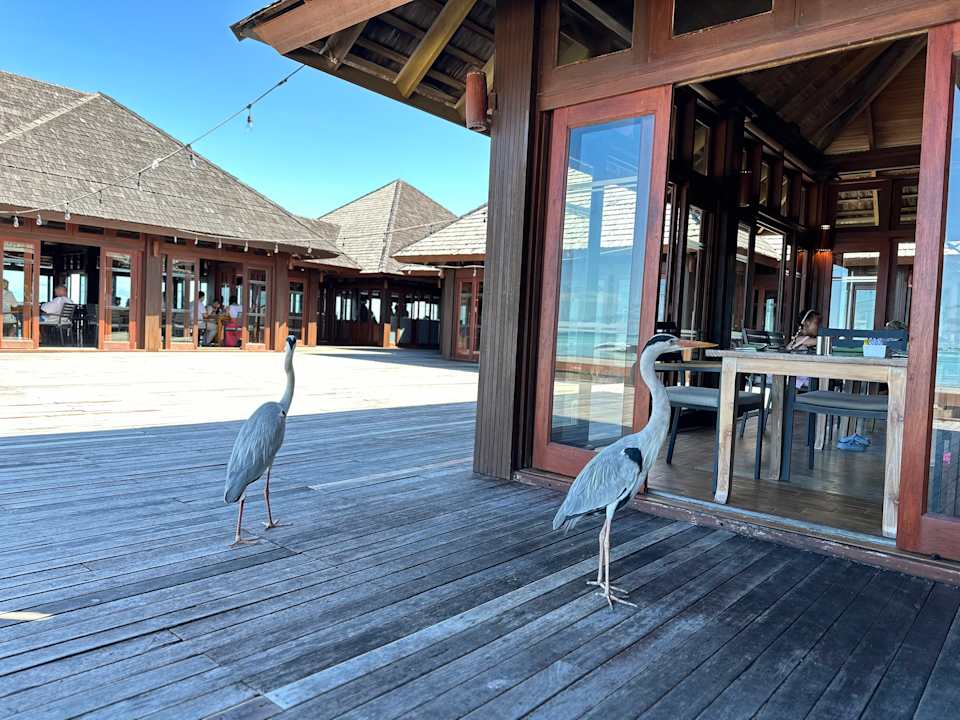 Gastro Sun Siyam Olhuveli