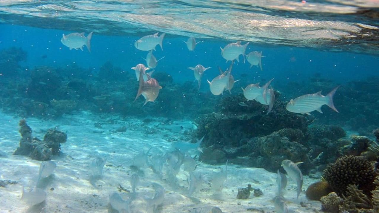 Tolle Unterwasserwelt Eri Maldives