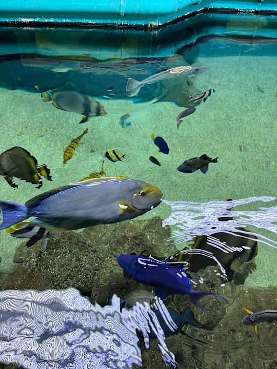 Pool Center Parcs De Kempervennen