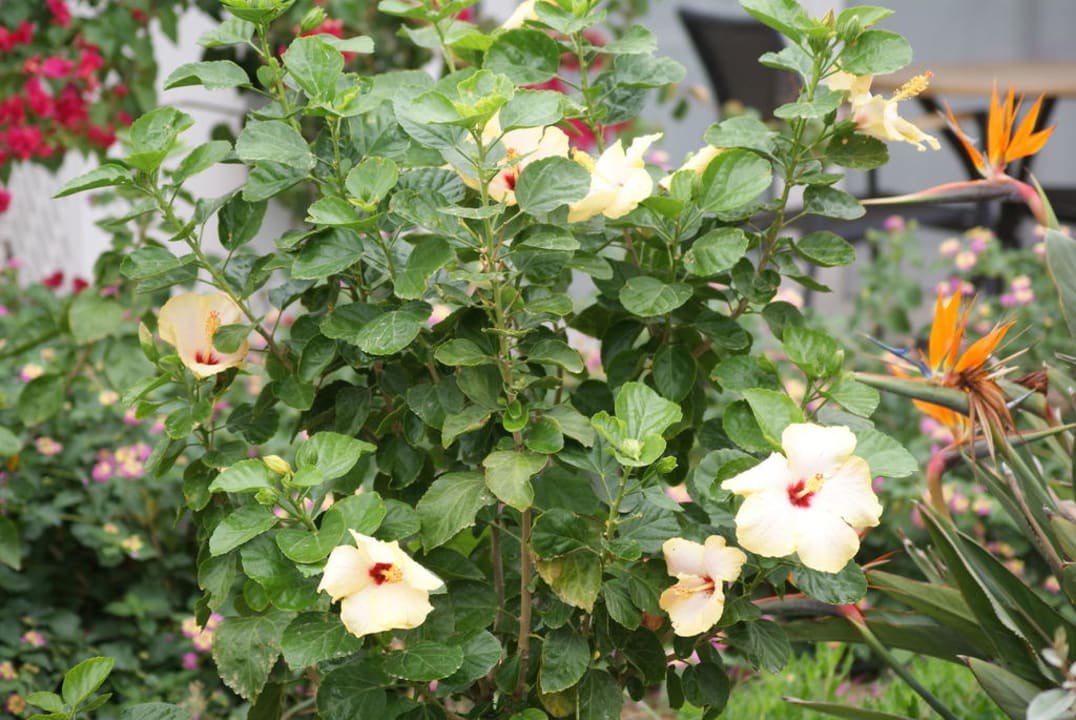 Blumen Porto Bello Royal