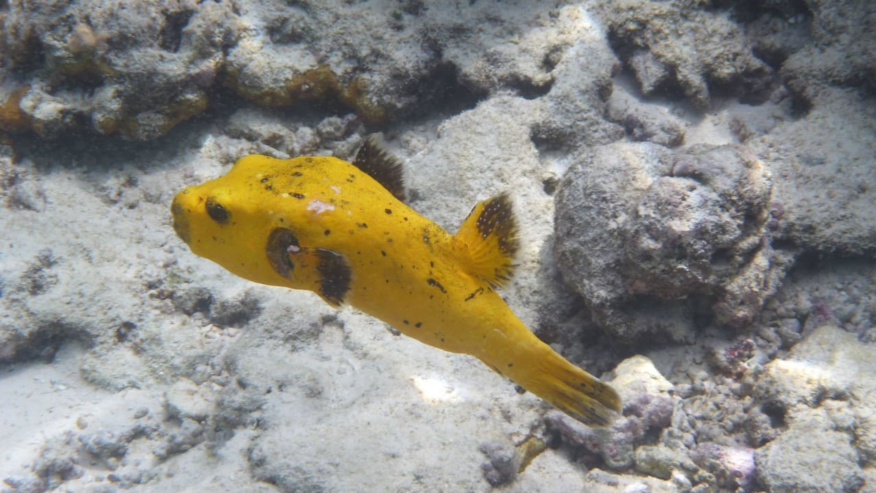 Kleiner Kugelfisch Adaaran Select Meedhupparu Island Resort - Premium All Inclusive