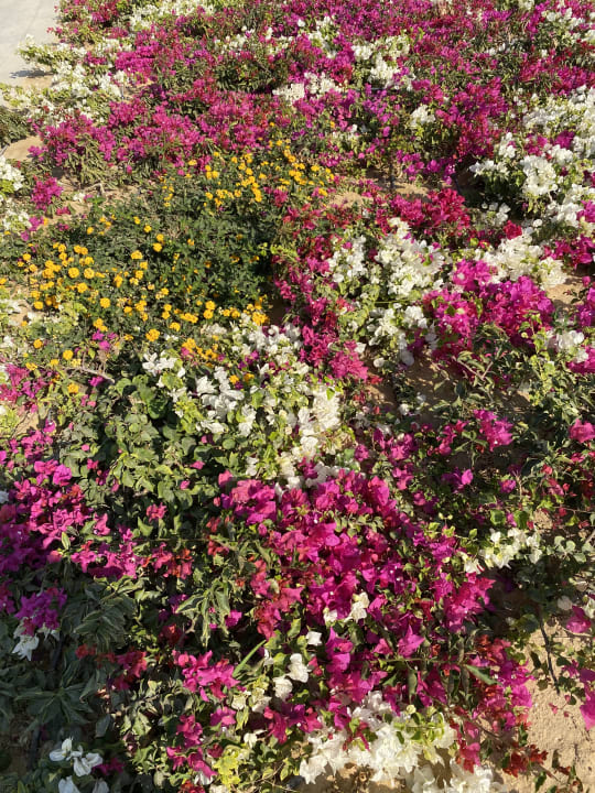 Gartenanlage Lazuli Hotel Marsa Alam