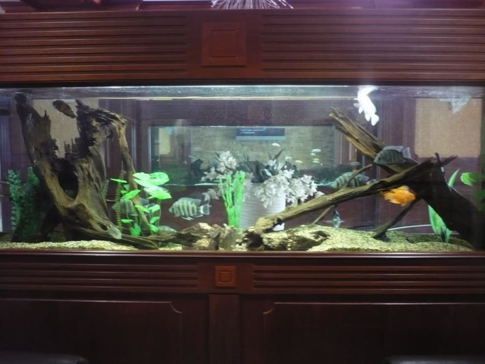 Aquarium in der Lobby GRIFID Club Hotel Arabella