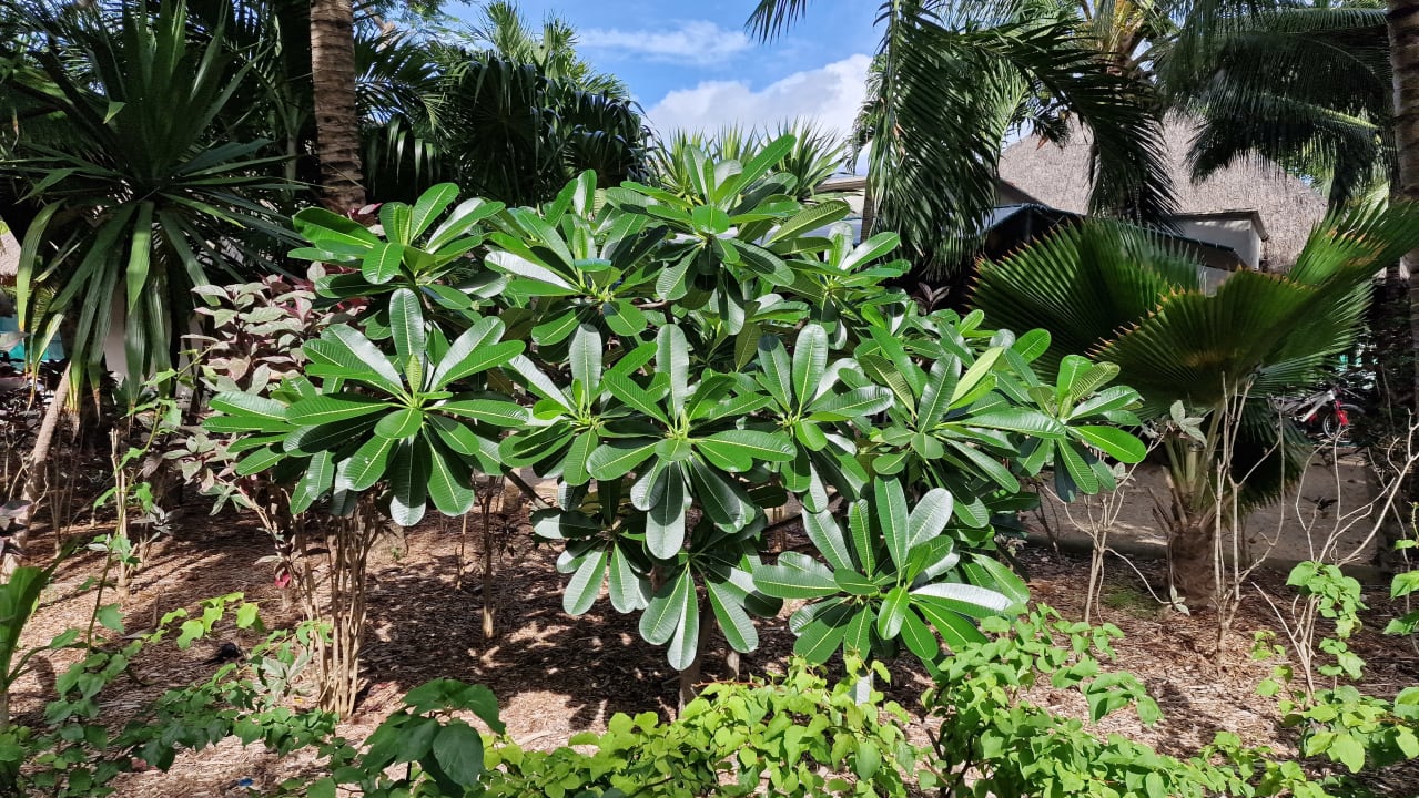 Gartenanlage Paradis Beachcomber Golf Resort & Spa