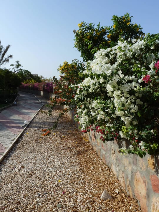 Blumen in jeder Farbe Three Corners Sea Beach Resort