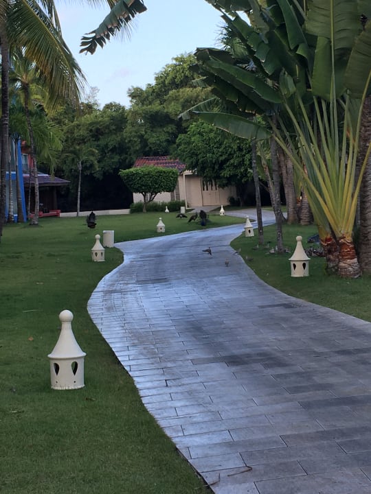 Gartenanlage Caribe Deluxe Princess