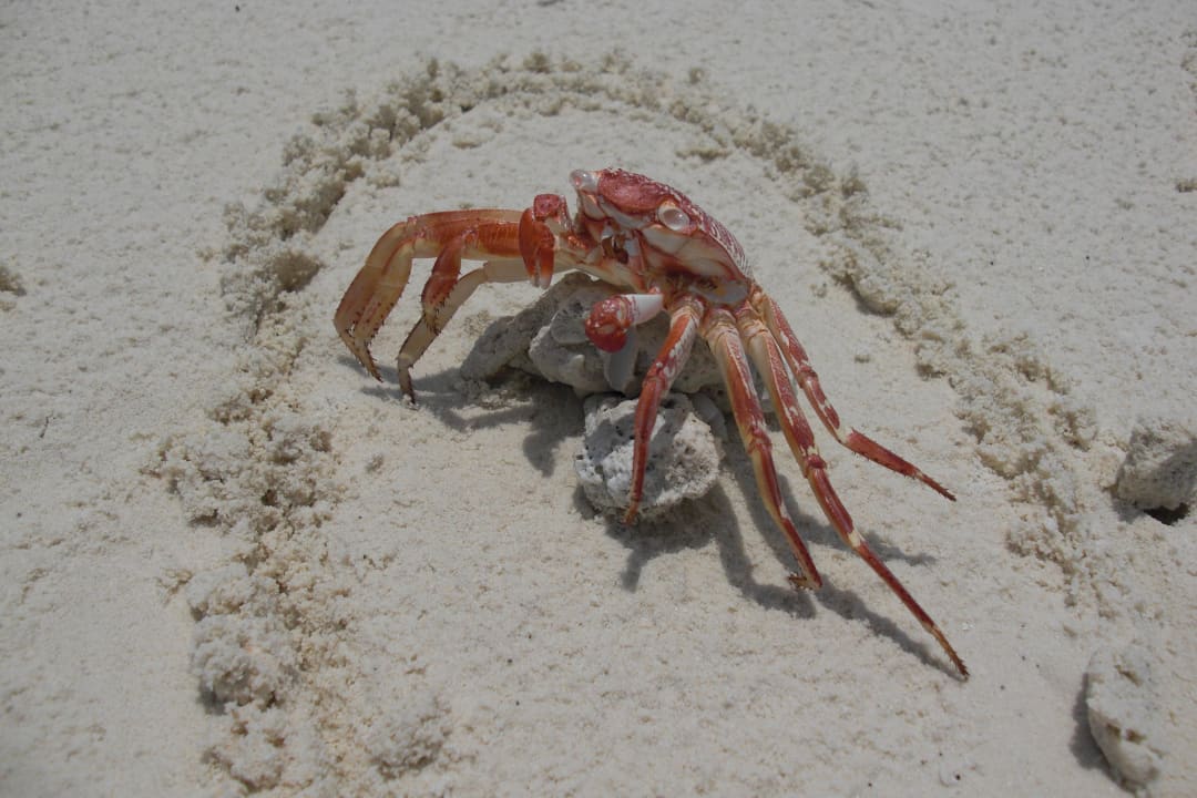 Motive im feinen weißen Sand Summer Island Maldives