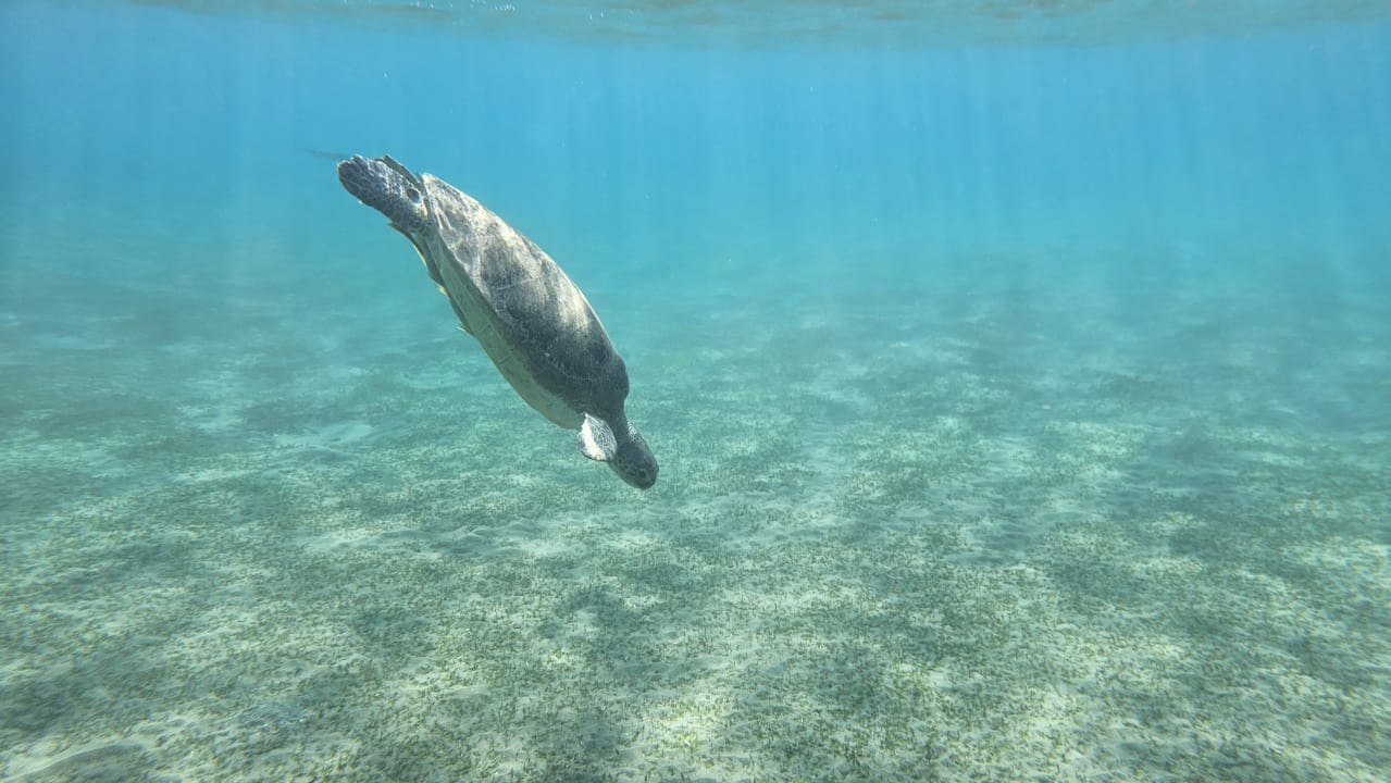 Sport & Freizeit Shams Alam Beach Resort