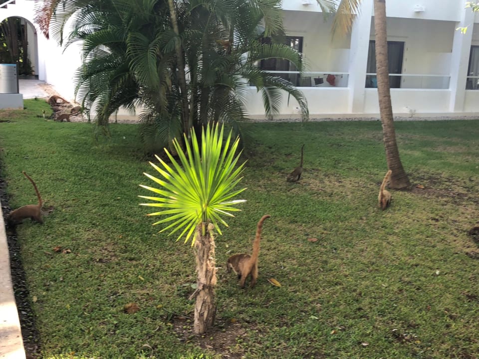 Gartenanlage Hotel Riu Tequila