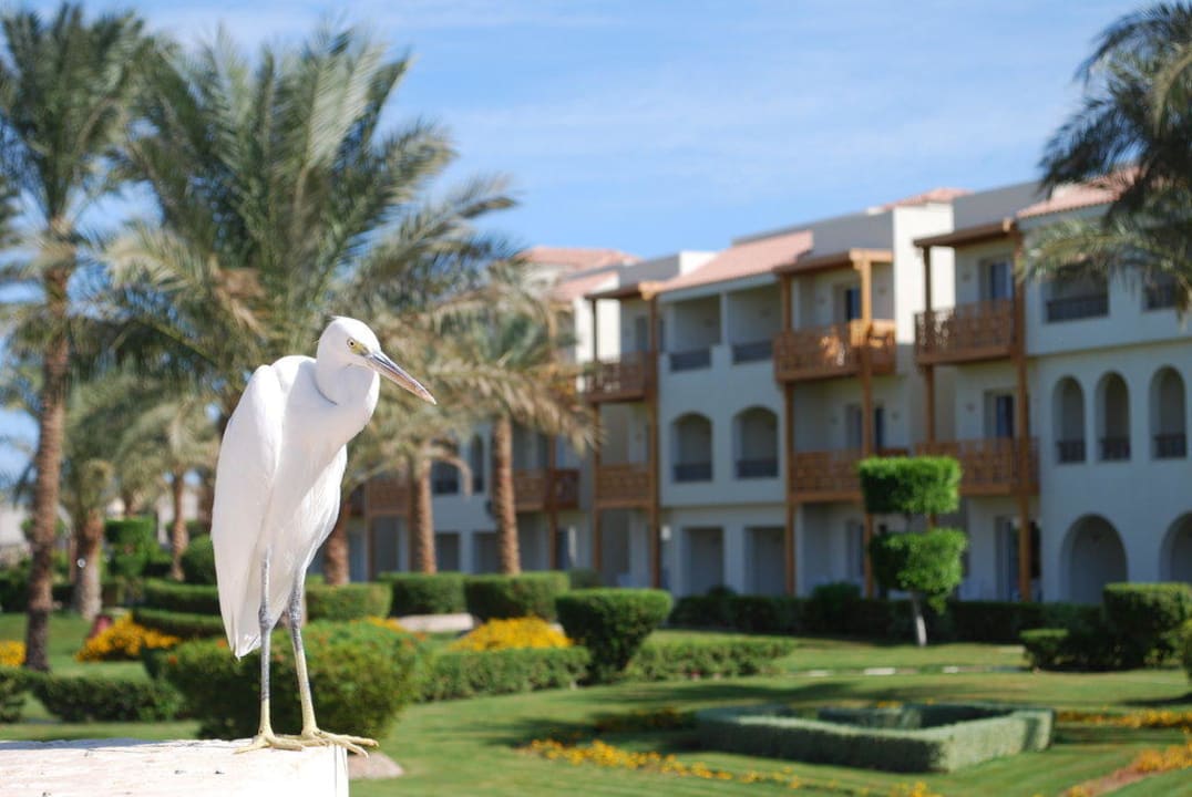 Anlage Block 2000 Pickalbatros Dana Beach Resort - Hurghada