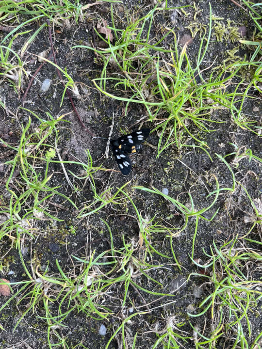 Sonstiges Recreatiepark Slot Cranendonck