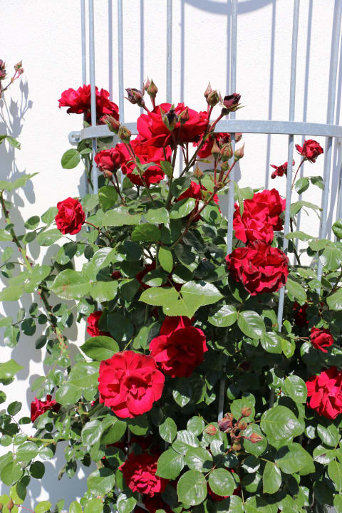 Rosenpracht Hotel Garni Zur Alten Post