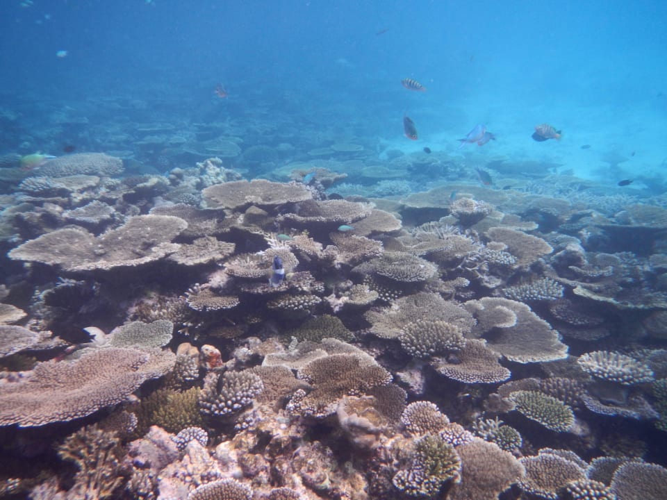 Schnorcheln am Hausriff Meeru Maldives Resort Island