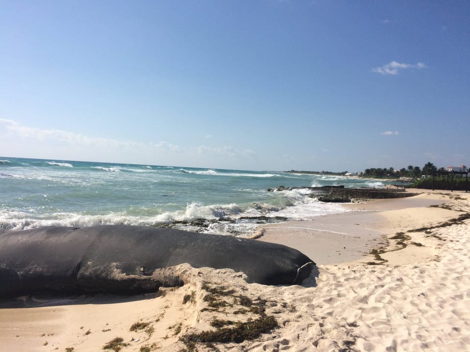 Strand El Dorado Royale