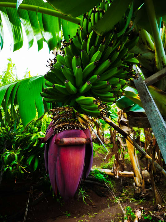 Gartenanlage Hotel Quinta Alegre