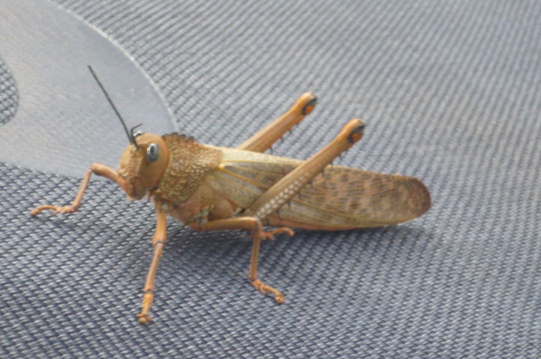 Heuschrecke auf der Liege Grand Palladium Kantenah Resort & Spa