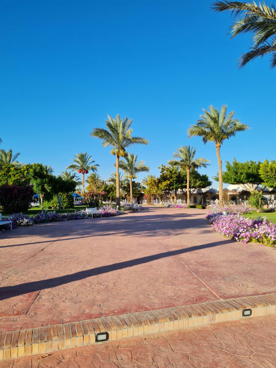 Gartenanlage Desert Rose