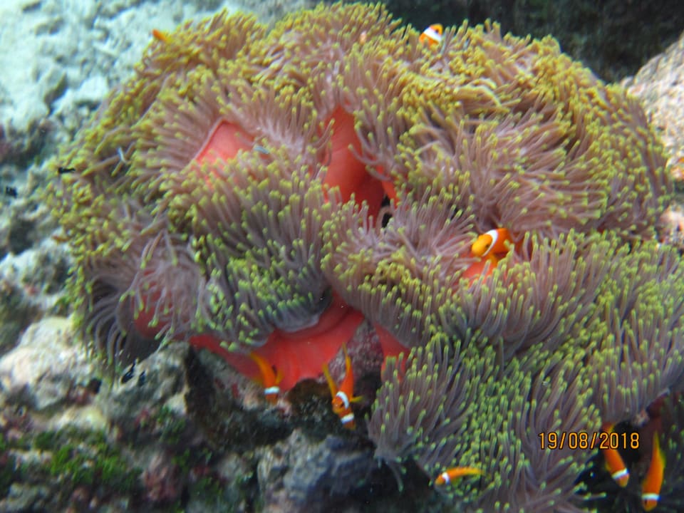 Sport & Freizeit NH Collection Maldives Havodda Resort