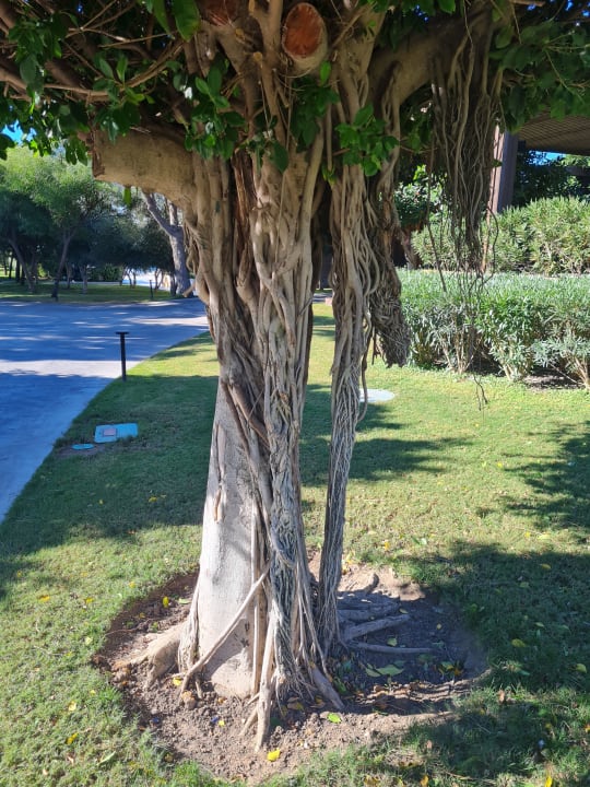 Gartenanlage Voyage Belek Golf & Spa