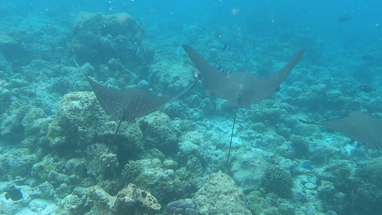 Sport & Freizeit NH Collection Maldives Reethi Resort