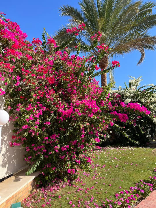 Gartenanlage Desert Rose