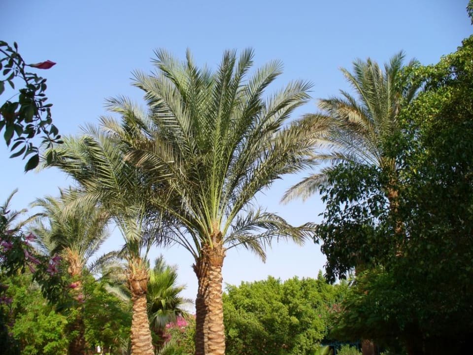 Palme. Giftun Azur Resort