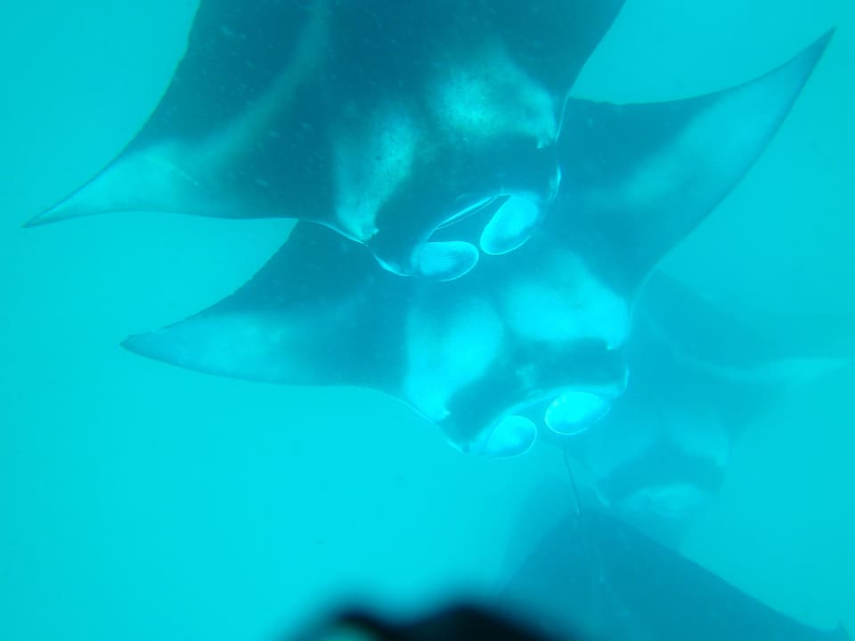 Hanifaru-Bay NH Collection Maldives Reethi Resort