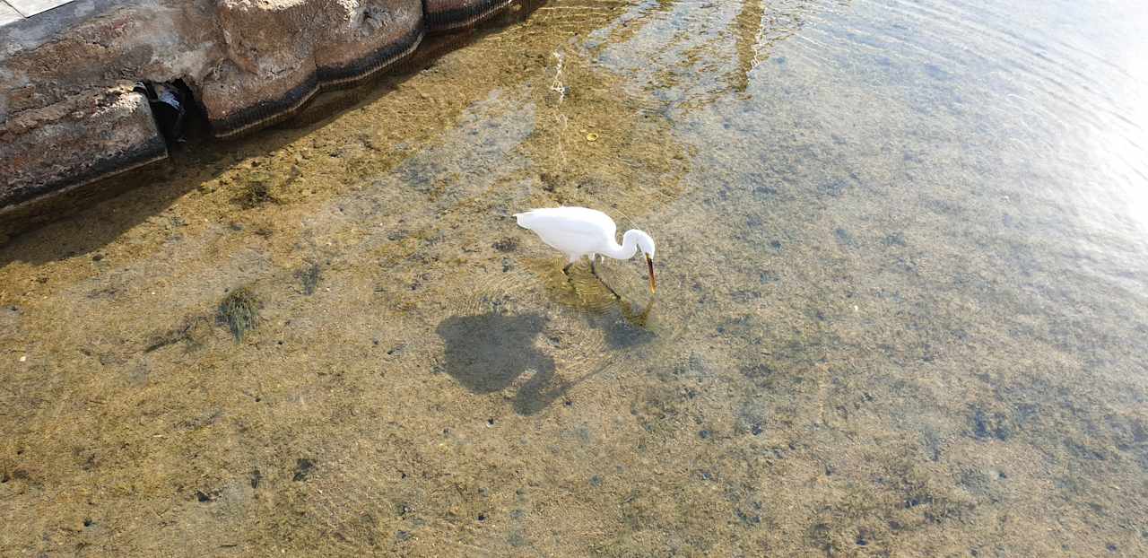 Gartenanlage Pickalbatros Dana Beach Resort - Hurghada