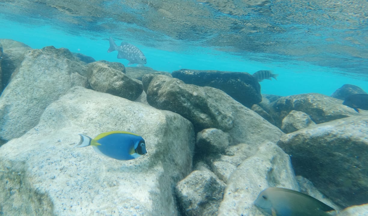 Sport & Freizeit Hotel Riu Palace Maldivas