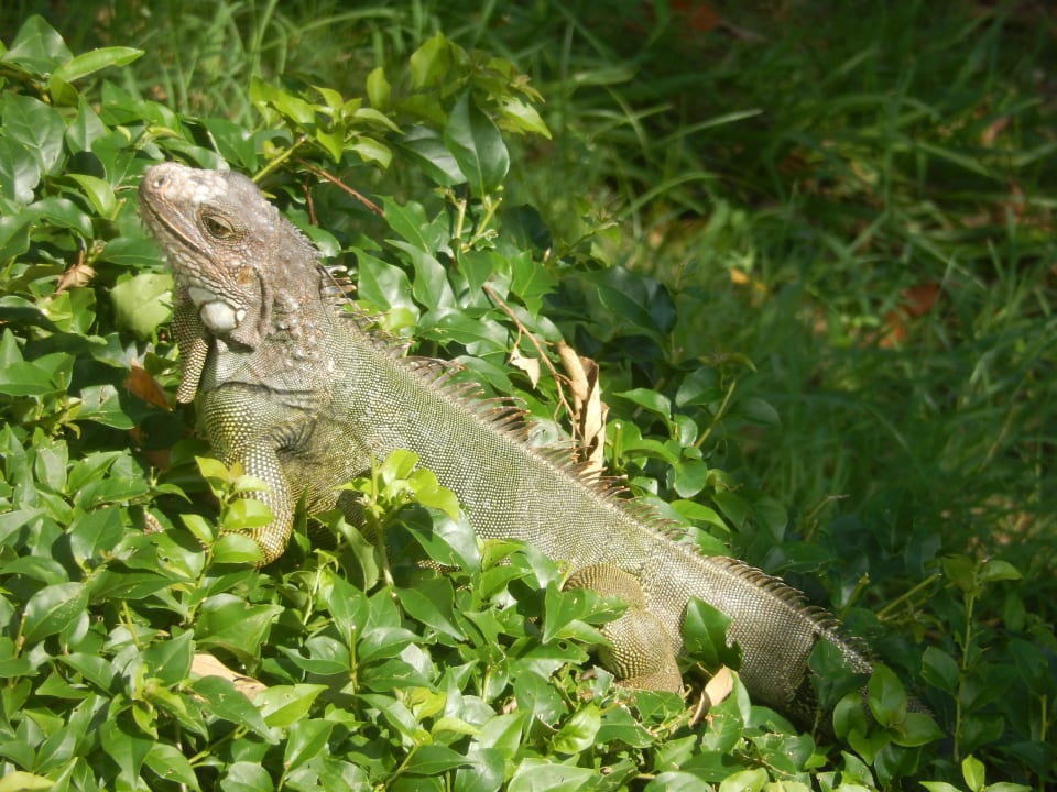Im freien Grand Decameron Panama, A Trademark All Inclusive Resort