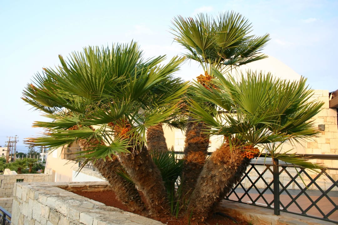 Palme Grand Hotel Holiday Resort