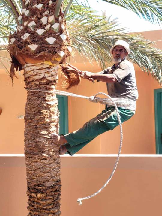 Gartenanlage Club Paradisio El Gouna, Red Sea
