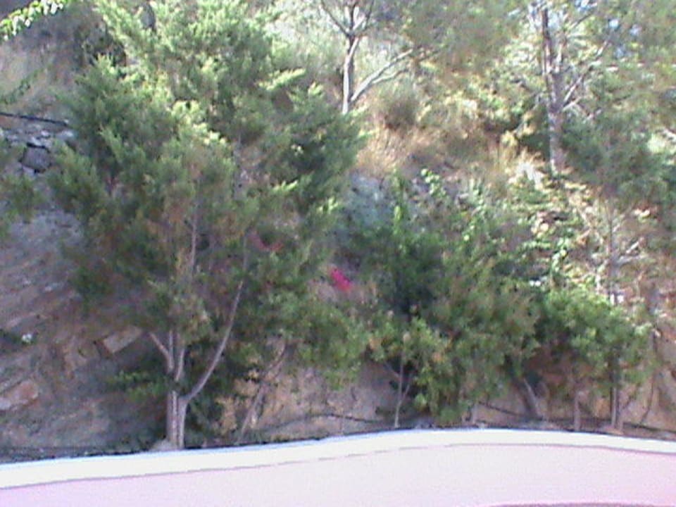 Bäume Mitsis Rodos Village