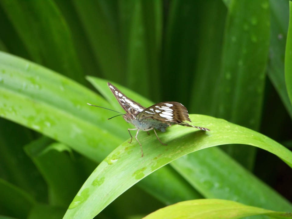 Tiere Borneo Natural Sukau Bilit Resort