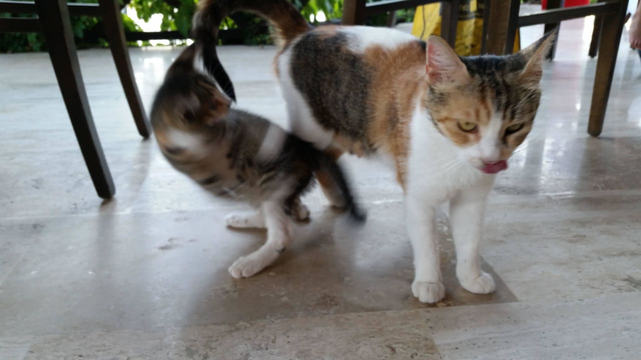 Hauseigene Katzen Emelda Sun Club