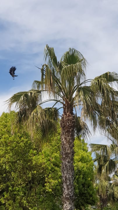 Gartenanlage Saturn Palace Resort Hotel