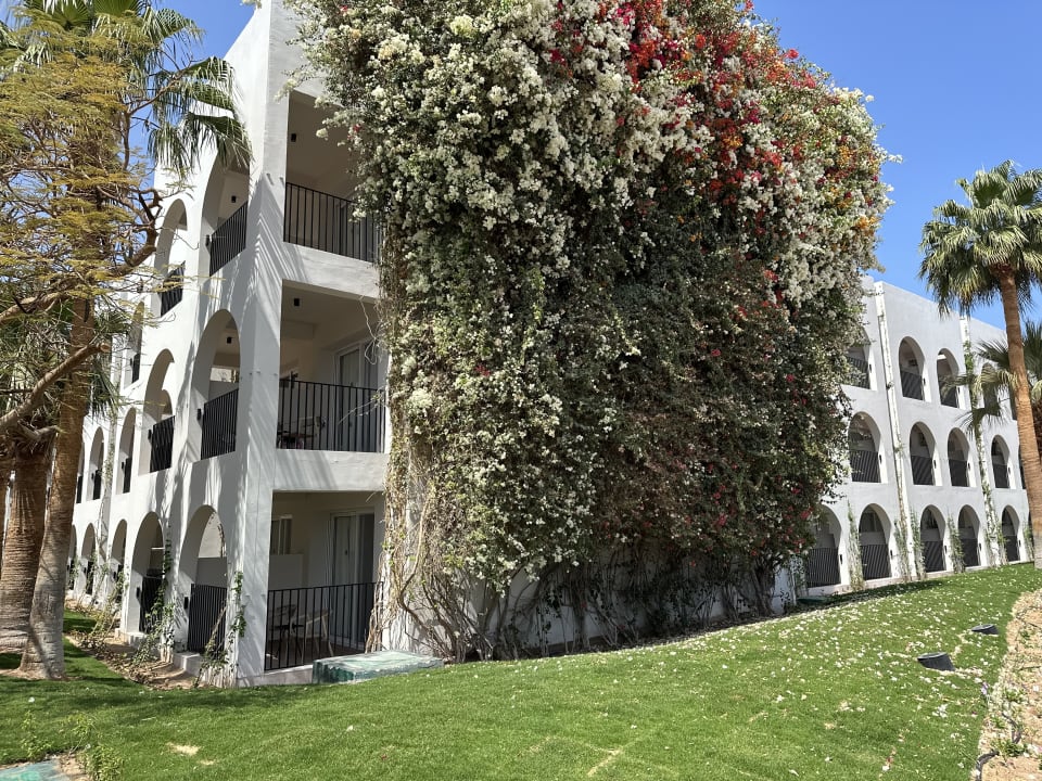 Außenansicht Desert Rose